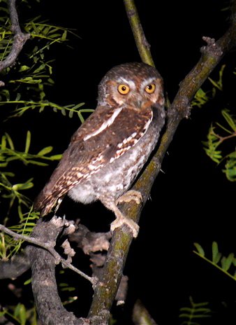 Elf owl big bend national park. Photo by Rick Taylor. Copyright Borderland Tours. All rights reserved.
