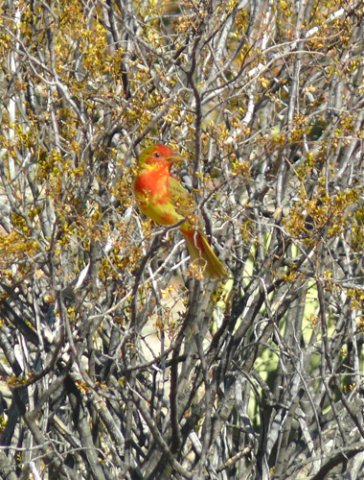 First spring male summer tanager. Photo by Rick Taylor. Copyright Borderland Tours. All rights reserved.