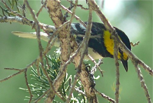 Golden-cheeked warbler 2. Photo by Rick Taylor. Copyright Borderland Tours. All rights reserved.