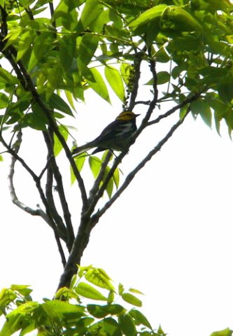 Golden-cheeked warbler. Photo by Rick Taylor. Copyright Borderland Tours. All rights reserved.