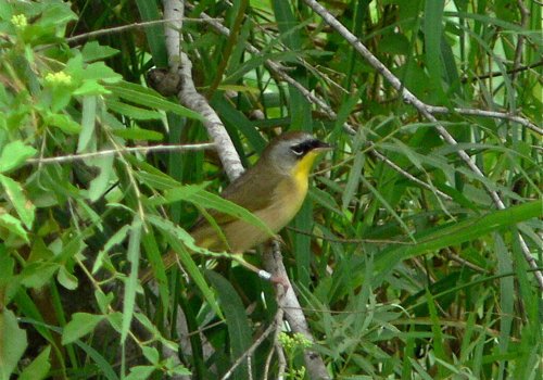 Gray-crowned yellowthroat. Photo by Rick Taylor. Copyright Borderland Tours. All rights reserved.