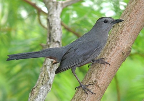 Gray catbird. Photo by Rick Taylor. Copyright Borderland Tours. All rights reserved.