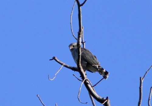 Gray hawk. Photo by Rick Taylor. Copyright Borderland Tours. All rights reserved.