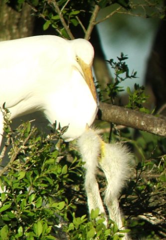 Great egret. Photo by Rick Taylor. Copyright Borderland Tours. All rights reserved.