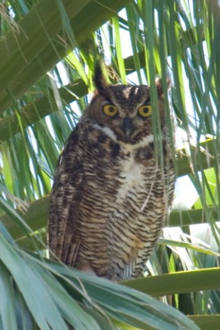 Great horned owl. Photo by Mark Rosenstein. All rights reserved. 