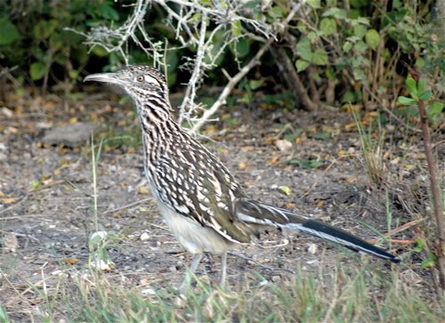 Greater roadrunner. Photo by Joe Faulkner. All rights reserved.