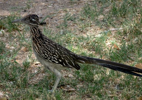 Greater roadrunner. Photo by Rick Taylor. Copyright Borderland Tours. All rights reserved.
