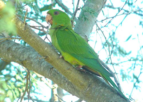 Green parakeet. Photo by Rick Taylor. Copyright Borderland Tours. All rights reserved.