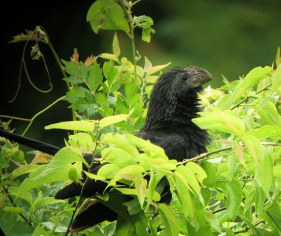 Groove-billed ani sabal palm sanctuary. Photo by Rick Taylor. Copyright Borderland Tours. All rights reserved. 