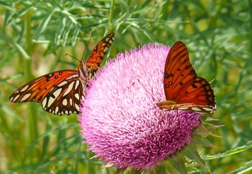 Gulf frittilaries on thistle. Photo by Rick Taylor. Copyright Borderland Tours. All rights reserved.