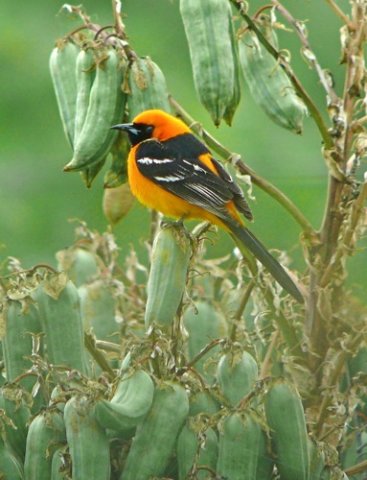Hooded oriole. Photo by Rick Taylor. Copyright Borderland Tours. All rights reserved.