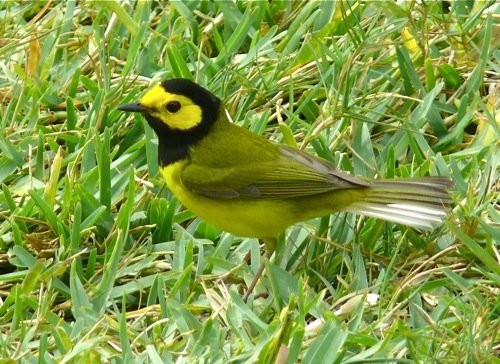 Hooded warbler. Photo by Rick Taylor. Copyright Borderland Tours. All rights reserved.