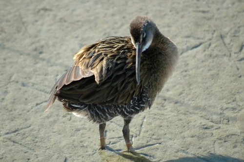 King rail. Photo by Joe Faulkner. All rights reserved.