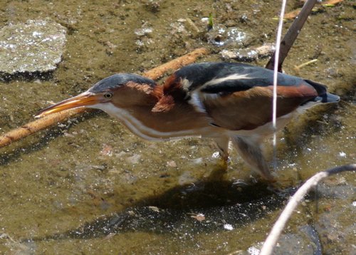 Least bittern. Photo by Rick Taylor. Copyright Borderland Tours. All rights reserved.