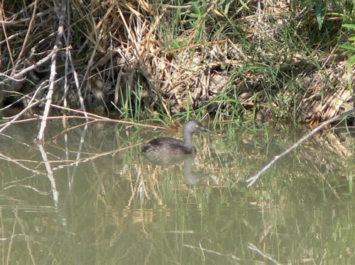 Least grebe at rio grande village. Photo by Rick Taylor. Copyright Borderland Tours. All rights reserved.