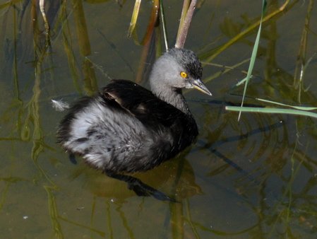 Least grebe. Photo by Rick Taylor. Copyright Borderland Tours. All rights reserved.