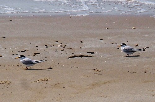 Least terns. Photo by Rick Taylor. Copyright Borderland Tours. All rights reserved. 