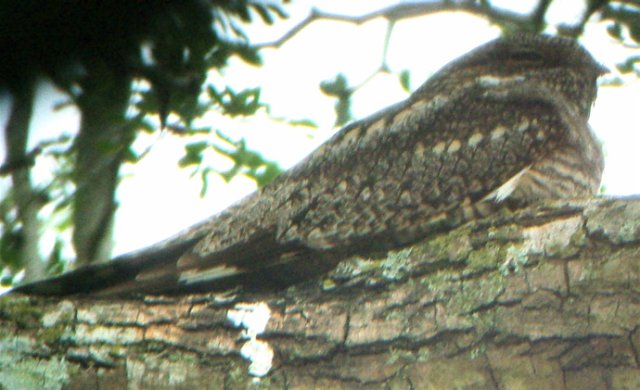 Lesser nighthawk on a dayroost santa ana nwr. Photo by Rick Taylor. Copyright Borderland Tours. All rights reserved. 