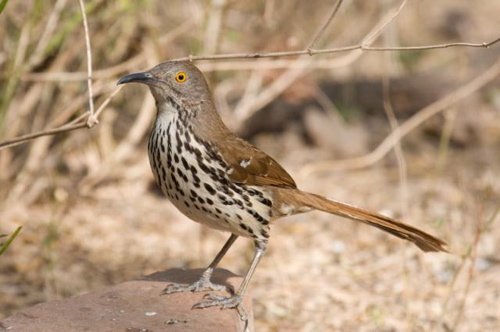 Long-billed thrasher. Photo by Mark Rosenstein. All rights reserved.