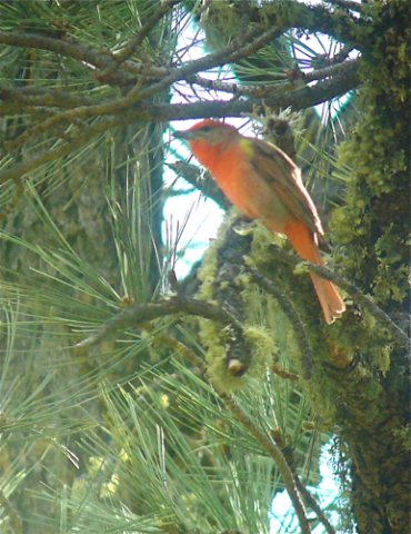 Male hepatic tanager. Photo by Rick Taylor. Copyright Borderland Tours. All rights reserved.