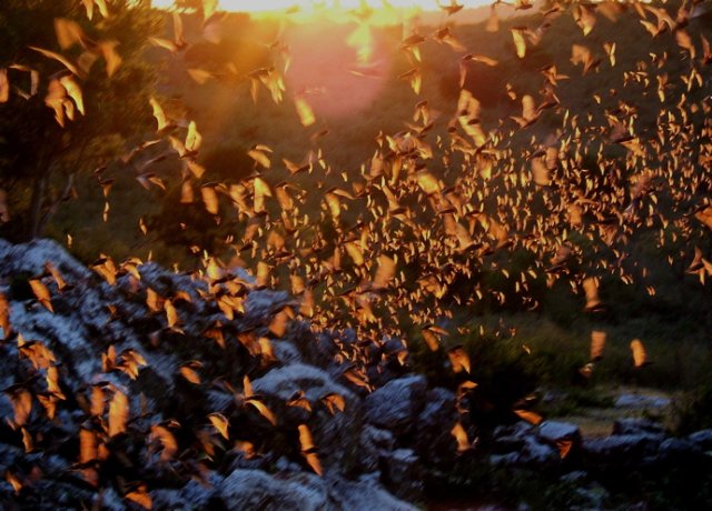 Mexican free-tailed bats afternoon rio frio cave. Photo by Rick Taylor. Copyright Borderland Tours. All rights reserved.