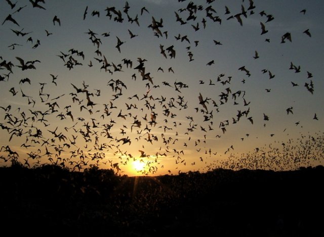 Mexican free-tailed bats sundown rio frio cave. Photo by Rick Taylor. Copyright Borderland Tours. All rights reserved. 