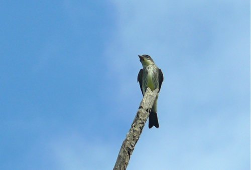 Migrant olive-sided flycatcher. Photo by Rick Taylor. Copyright Borderland Tours. All rights reserved.