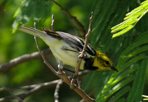 Migrating black-throated green warbler. Photo by Rick Taylor. Copyright Borderland Tours. All rights reserved.