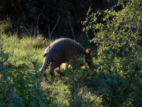 Nine-banded armadillo. Photo by Rick Taylor. Copyright Borderland Tours. All rights reserved.