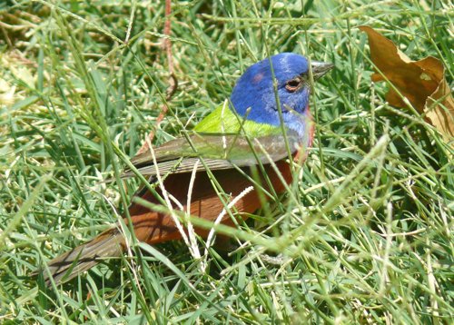 Painted bunting at cottonwood campground. Photo by Rick Taylor. Copyright Borderland Tours. All rights reserved.