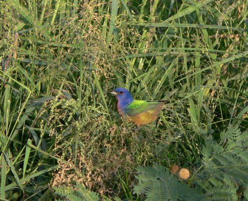 Painted bunting. Photo by Rick Taylor. Copyright Borderland Tours. All rights reserved.