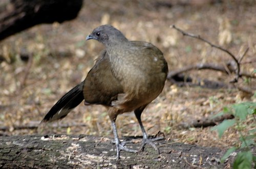 Plain chachalaca. Photo by Joe Faulkner. All rights reserved.