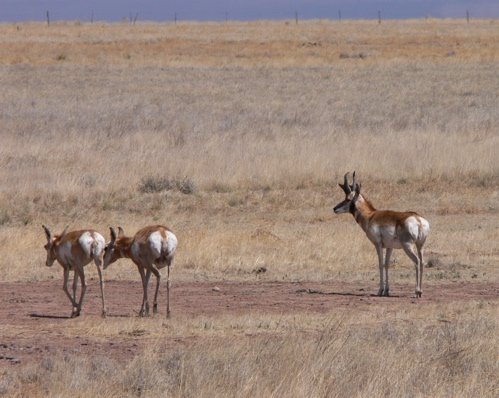 Pronghorns near valentine. Photo by Rick Taylor. Copyright Borderland Tours. All rights reserved.