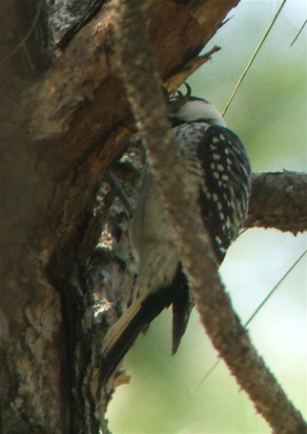 Red-cockaded woodpecker. Photo by Rick Taylor. Copyright Borderland Tours. All rights reserved.