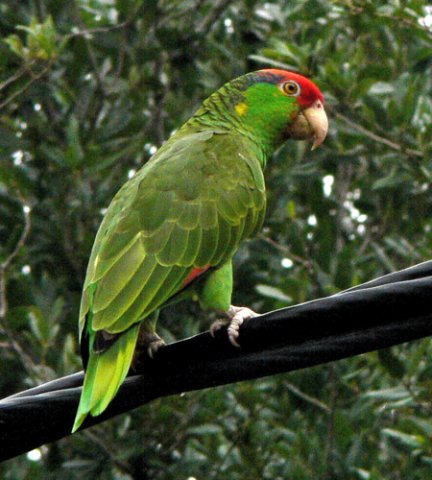 Red-crowned parrot mcallen. Photo by Rick Taylor. Copyright Borderland Tours. All rights reserved.