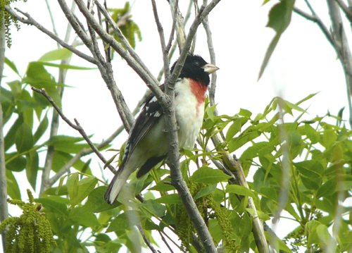 Rose-breasted grosbeak in big bend. Photo by Rick Taylor. Copyright Borderland Tours. All rights reserved. 