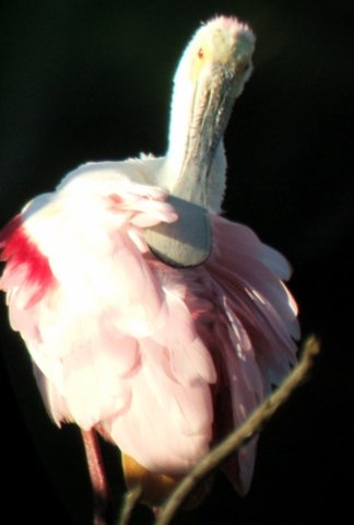 Roseate spoonbill. Photo by Rick Taylor. Copyright Borderland Tours. All rights reserved.