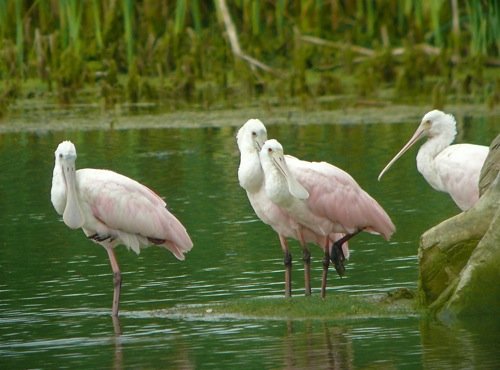Roseate spoonbills. Photo by Rick Taylor. Copyright Borderland Tours. All rights reserved.