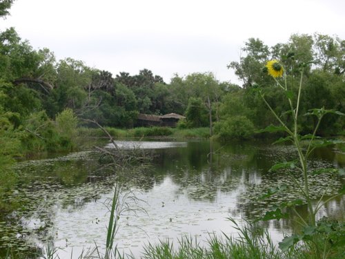 Sabal palm sanctuary. Photo by Rick Taylor. Copyright Borderland Tours. All rights reserved.