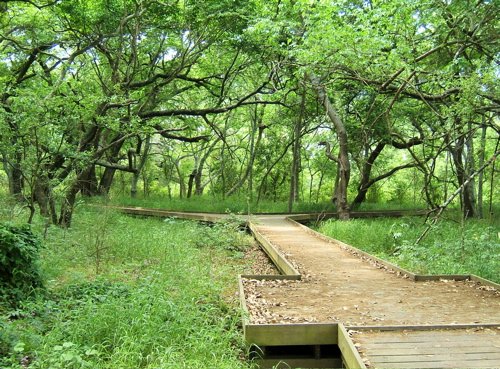 Sabine woods in spring. Photo by Rick Taylor. Copyright Borderland Tours. All rights reserved.