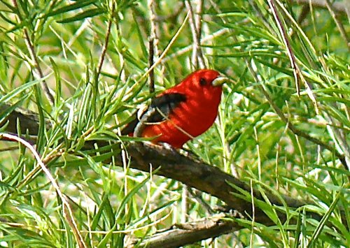 Scarlet tanager in blue creek a vagrant in big bend. Photo by Rick Taylor. Copyright Borderland Tours. All rights reserved. 