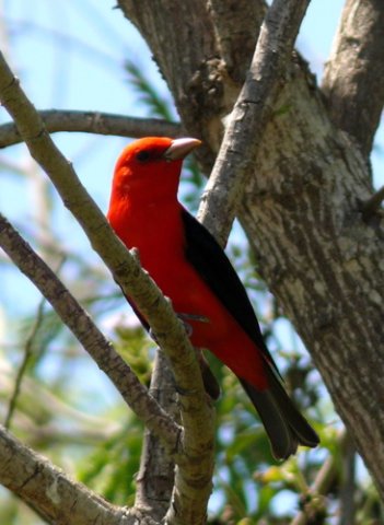 Scarlet tanager. Photo by Rick Taylor. Copyright Borderland Tours. All rights reserved.