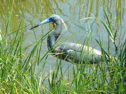 Tricolored heron. Photo by Rick Taylor. Copyright Borderland Tours. All rights reserved.