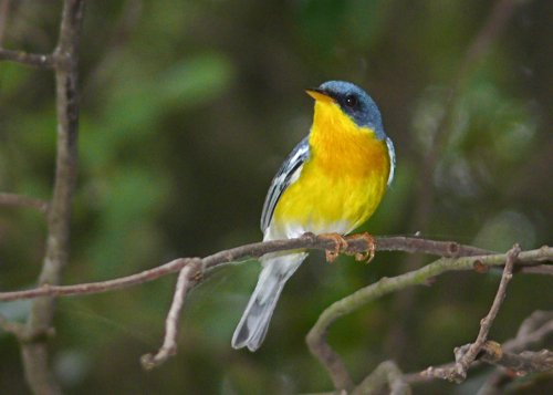 Tropical parula. Photo by Rick Taylor. Copyright Borderland Tours. All rights reserved.