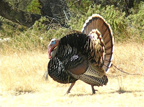 Wild turkey tom. Photo by Rick Taylor. Copyright Borderland Tours. All rights reserved.