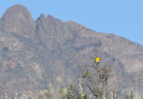 Yellow-breasted chat in big bend. Photo by Rick Taylor. Copyright Borderland Tours. All rights reserved. 