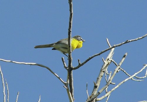 Yellow-breasted chat singing in big bend. Photo by Rick Taylor. Copyright Borderland Tours. All rights reserved. 