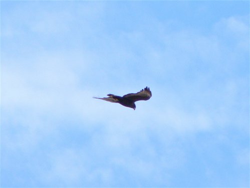 Zone-tailed hawk. Photo by Rick Taylor. Copyright Borderland Tours. All rights reserved.
