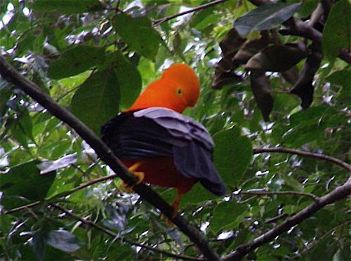 Andean cock-of-the-rock overhead. Photo by Art Magilner. All rights reserved.