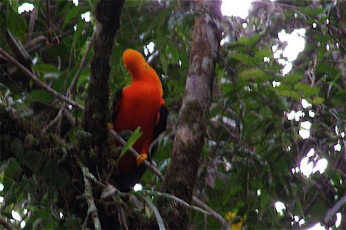 Andean cock-of-the-rock. Photo by Art Magilner. All rights reserved.